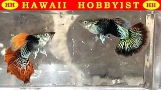 Fighting Dragon Guppies