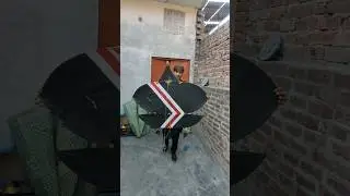 World Biggest Tukkal Kite (Patang) New Trick || Basant Peacha