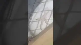 loud pigeon sounds