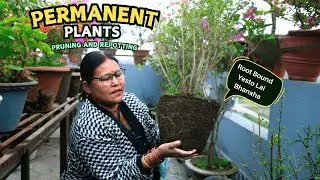 Permanent Plants Ko Pruning Ra Repotting Garne Bela Bhayo I Pabitra Garden