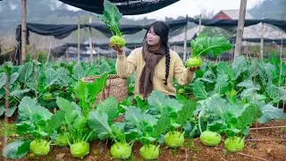 Harvesting kohlrabi for sale, Planting new vegetables in the garden, Harvesting peanuts