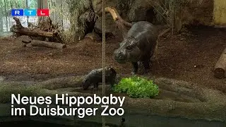 Neues Hippobaby im Zoo - Duisburg im Panya-Fieber | RTL WEST