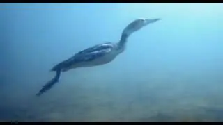 Bird Swimming Underwater