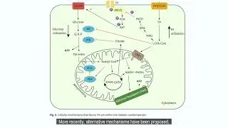 Positioning Metabolism as a Central Player in the Diabetic Heart