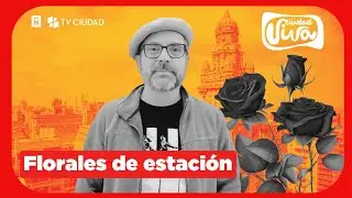 Florales de estaci&oacute;n | Petunias, alegr&iacute;as, copetes, clavelinas y bocas de sapo