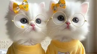 BABY CAT PICTURES 🥰 AI CAT VIDEO 💗 FUNNY CAT DP 💖 CUTE KITTEN IMAGES💞 #cattales #catfunny