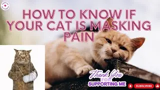 Cat Health Recognizing Signs of Pain in CAT