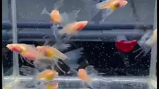 Ribbon Fin Long Fin Albino Blue Topaz Guppy Fish