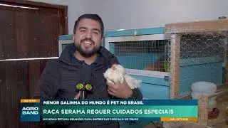 Menor galinha do mundo &eacute; pet no Brasil: Ra&ccedil;a Serama requer cuidados especiais
