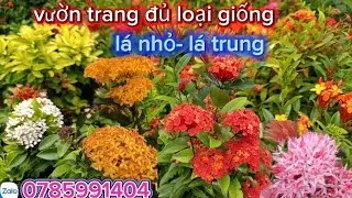 21/12- Chào bán đủ loại bông trang, lá nhỏ, lá trung