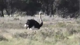 Ostrich, Afrikanische Strau&szlig; (Struthio camelus)