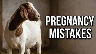 I Made 3 BIG Mistakes in Early Goat Pregnancy Here's What I Learned