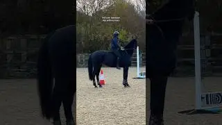 so lucky with this one 🥹❤️ #equestrian #horse #bitless #bareback