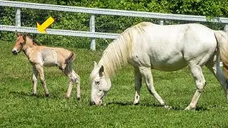 She Lost Her Baby &mdash; Then Adopted the World&rsquo;s Rarest Wild Horse