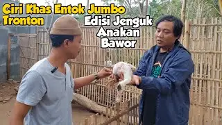 CIRI KHAS ENTOK JUMBO TRONTON ! Edisi Jenguk Anakan Bawor