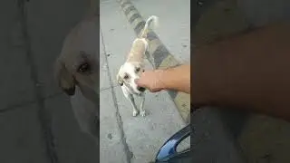 dogo tippy don't eat egg white