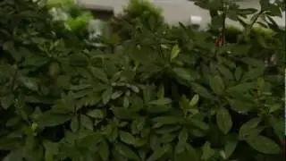Hacked GH2(driftwood's Aug.25 100Mbps,3GOP setting) Test with My DIY Steadicam