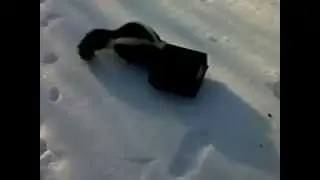Combat pest control skunk