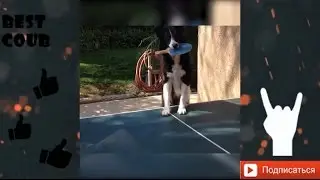 Funny  Animals Fails Compilation 2017!