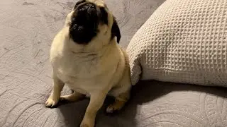 Pug Playtime