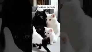 Cuidado! #adestramentoresponsavel #cachorroeducado #dogwalker #memepet #petlovers
