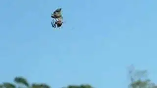 Ugly Spider
