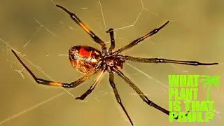 The Venomous Brown Widow Spider is in My Yard