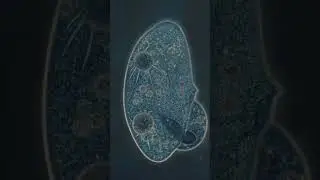 Beautiful cell death #cancer #immunity #microscope #bacteria #interesting #facts #biology #science