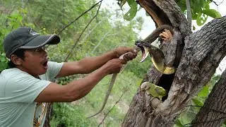 Tear Wood To Find Parrots_ Snake Attack Bird Nest