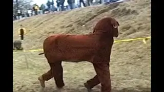 Horse at the 1998 CX Nats