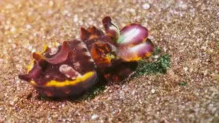 Lembeh J1