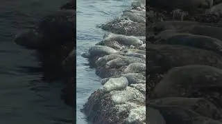 Hidakasanmyaku-Erimo-Tokachi | Harbor Seals at Cape Erimo | National Parks of Japan