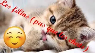 Les FELINS