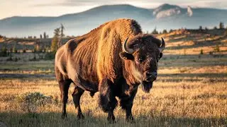 Bison | Guardians of the American Wilderness | WILD Bison Roaming Free in the Wilderness #bison