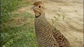 Jungle teetar awaaj | female francolin sound &hearts;️  Francolin sound &hearts;️ partridge calling pheasant 