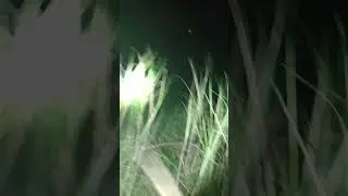 Actual night hunting ng Samon spider 🕷️🕸️ #spider #samon #gagamba