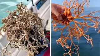 This Is the Basket Star &ndash; Ocean&rsquo;s Most Mysterious Creature 🌌