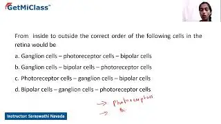 Bipolar cells, ganglion cells