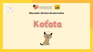 Africk&aacute; divok&aacute; kočka: Koťata - Cats Protection's - cats for kids