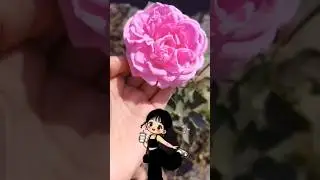 roses #flowers #rose #garden #relaxing #shorts #ytshorts#bloom