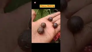 Charas Making In Factory |Charas Manufacturing Process | Charas Kaise Banta Hai #charas
