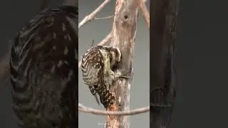 Philippine Pygmy Woodpecker (Dendrocopos maculatus)