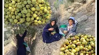 🍐 Сбор диких груш кочевницей 🍃 | Iran Mountain Nomadic Life Network 🏔️