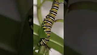 5th Instar (Mature) Monarch Caterpillar