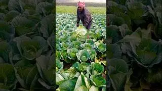 Green Cabbage Harvest at Sunrise 🌞🥬 #shorts