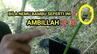 @BILA NEMU ‼️ BAMBU SPERTI INI MAKA AMBILLAH ‼️