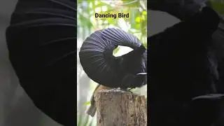 Dancing Bird | Bird of Paradise | Morning Bird Songs