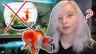 Should You REALLY Get a Goldfish? Why Goldfish SHOULDN