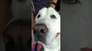 How to make a dog fall asleep