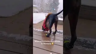 Happy dog Funnycat